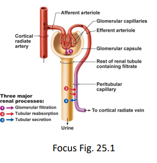 <ul><li><p>process by which water and small solute are forced out of the blood in the glomerulus and into the Bowman’s capsule due to pressure differences across the filtration membrane</p></li><li><p>bulk flow and osmotic pressure</p></li></ul><p></p>