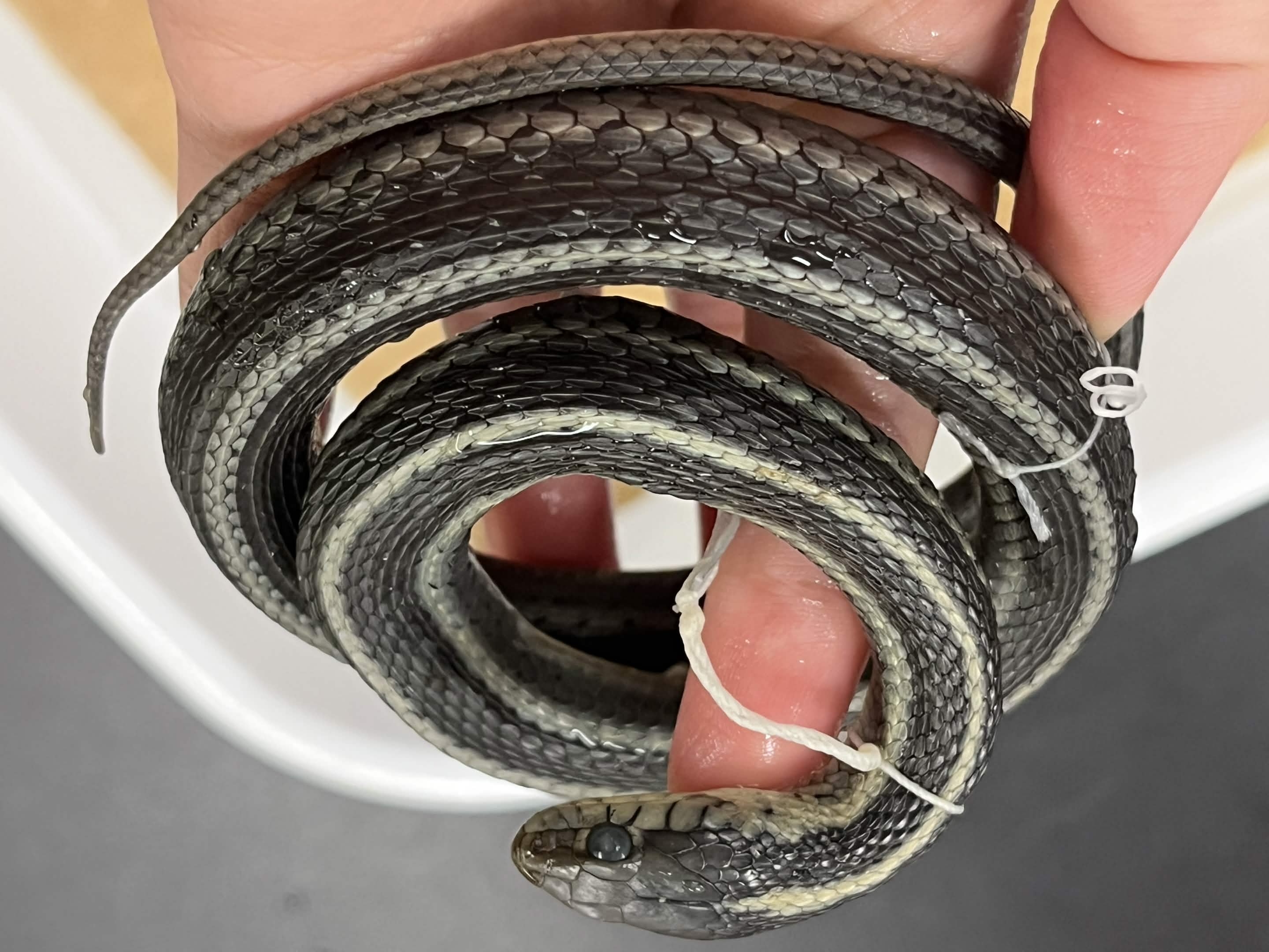 <p> Infraorder + Superfamily + Family + Scientific name?<br>- 8 upper/9 lower labial<br>- 7>6 on upper<br>- pointier<br>- dorsal + lateral stripes</p>