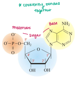 <p><strong><u>Nucleic Acid Macromolecules </u></strong></p><ul><li><p>________ =<span style="color: blue;"><strong> DNA and RNA = polymers of nucleotides </strong></span></p><ul><li><p>Store and transmit <strong>genetic information</strong> </p></li><li><p>Some RNA molcules have structural and <span style="color: red;"><strong>catalytic</strong></span> roles in supramolecular complexes </p></li><li><p>Phosphate → sugar → base covalently bonded together </p></li></ul></li></ul><p></p>