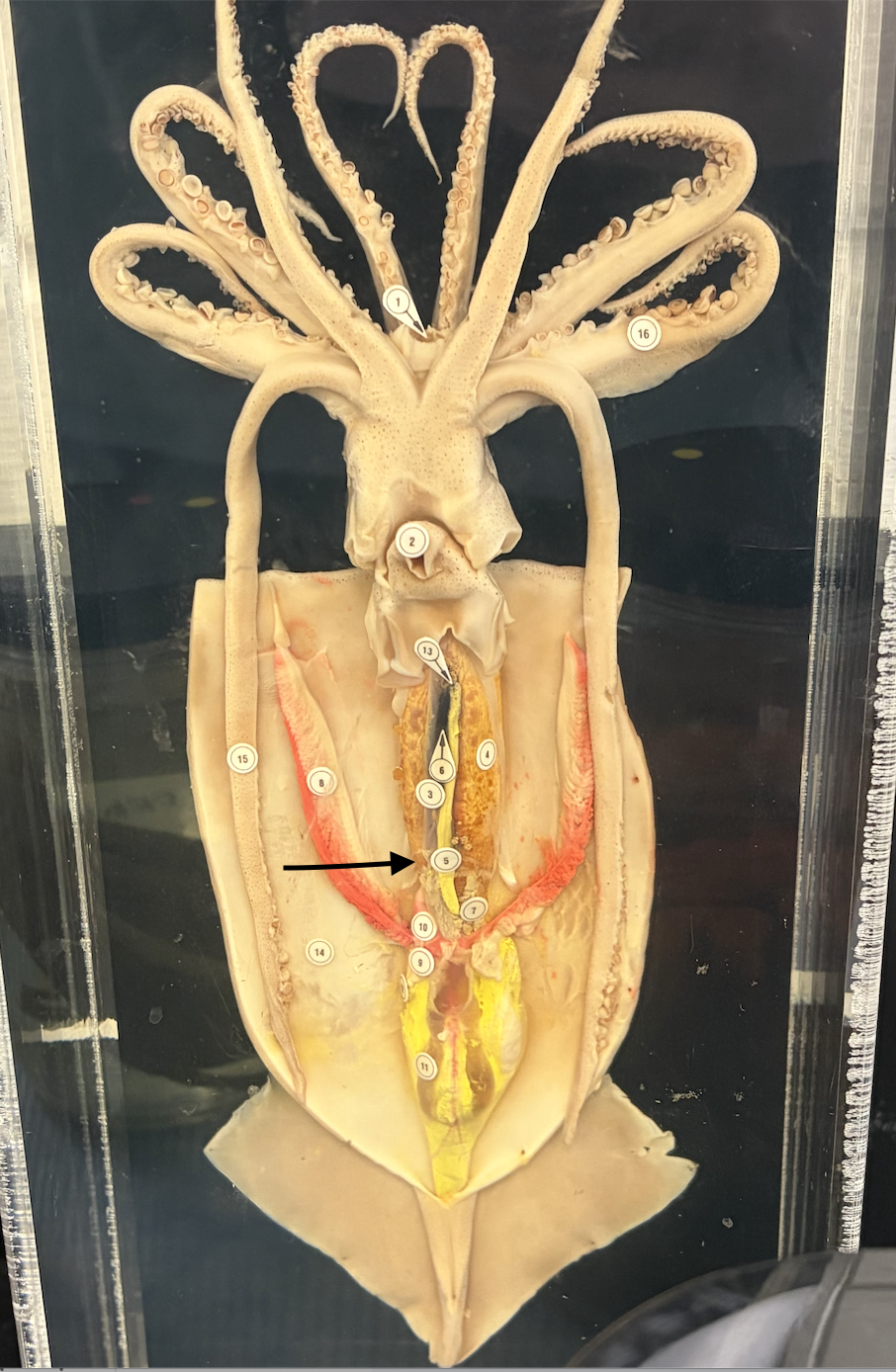 <p>What is this internal part of the squid?</p>