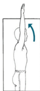 <p>sagittal plane movement that is anteriorly directed</p>
