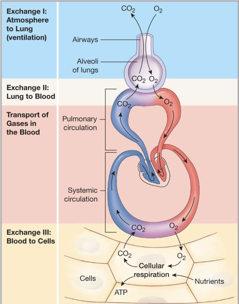 <p>describe what is happening in this diagram</p>