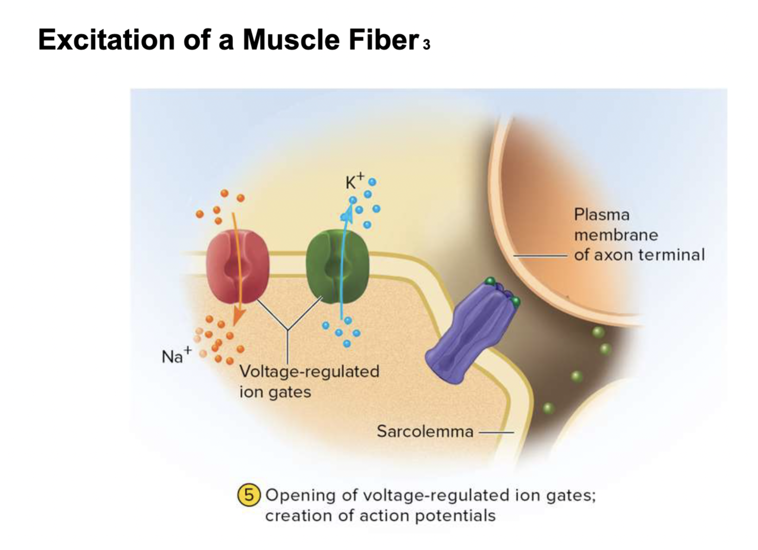 <p><strong><mark data-color="yellow" style="background-color: yellow; color: inherit;">-repolarization</mark></strong></p><p><strong><mark data-color="#ffffff" style="background-color: rgb(255, 255, 255); color: inherit;">-creation of action potentials due to repolarization</mark></strong></p>