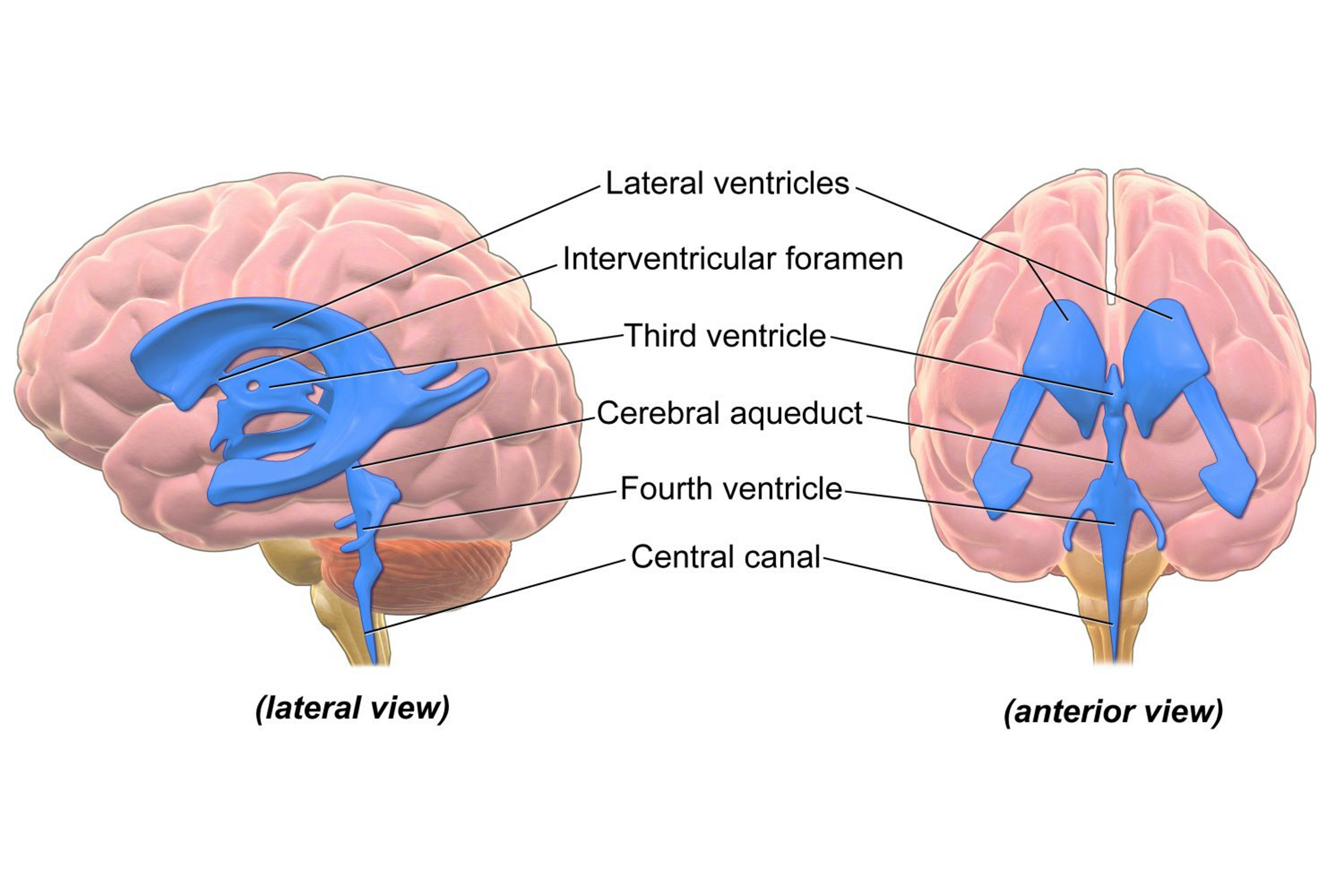 <p>Four ventricles (lateral ventricles, third, and fourth ventricle) in the brain which all produce and circulate cerebrospinal fluid (CSF) that nourish brain tissue and provide nutrients for the brain to complete its metabolic activity.</p>
