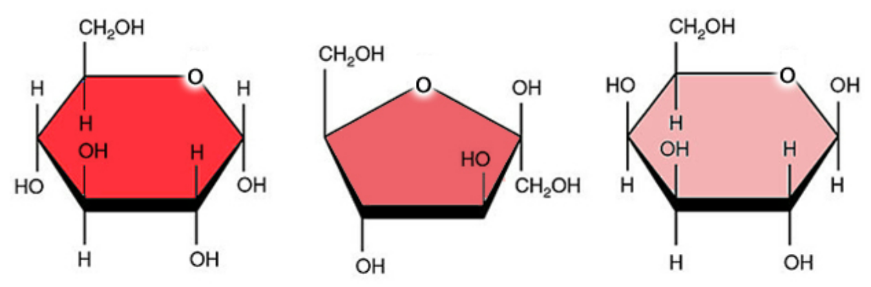 <p>monosaccharides</p>