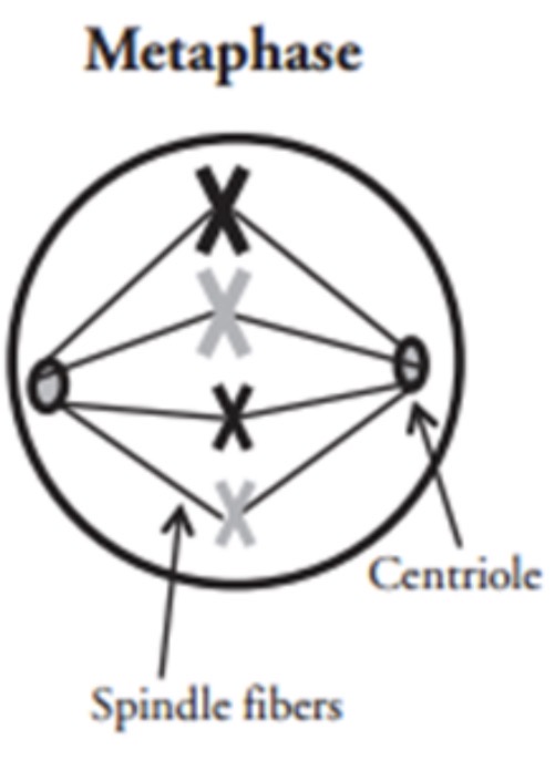 <p>What phase is this?</p>