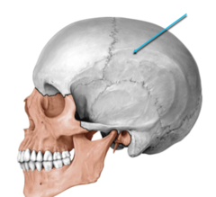 <p>axial skeleton </p><p>back of head and forehead</p>