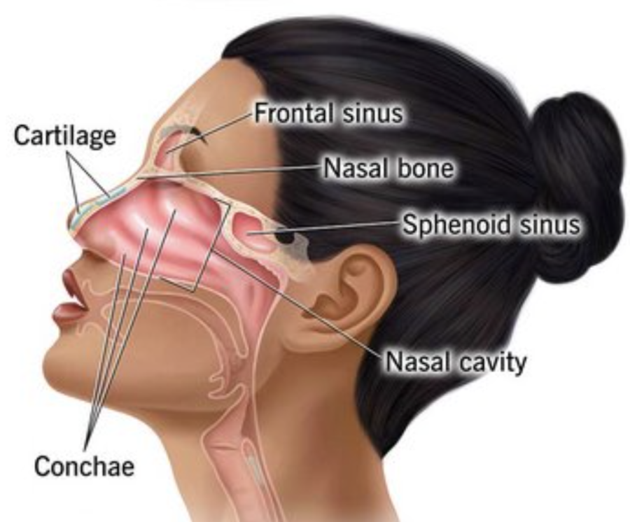 <ul><li><p>Filters the air</p></li><li><p>warm the air</p></li><li><p>Moistens the air</p></li></ul><p>These processes protect the delicate tissues of the lungs</p>