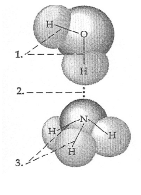 <p>What types of bonds are identified in the illustration below of a water molecule interacting with an ammonia molecule?</p>