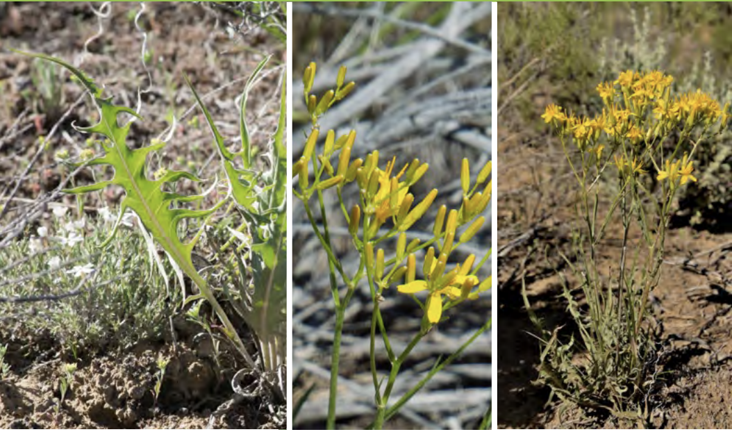 <ul><li><p>Tapertip hawksbeard</p></li><li><p>Sunflower family</p></li></ul><p></p>