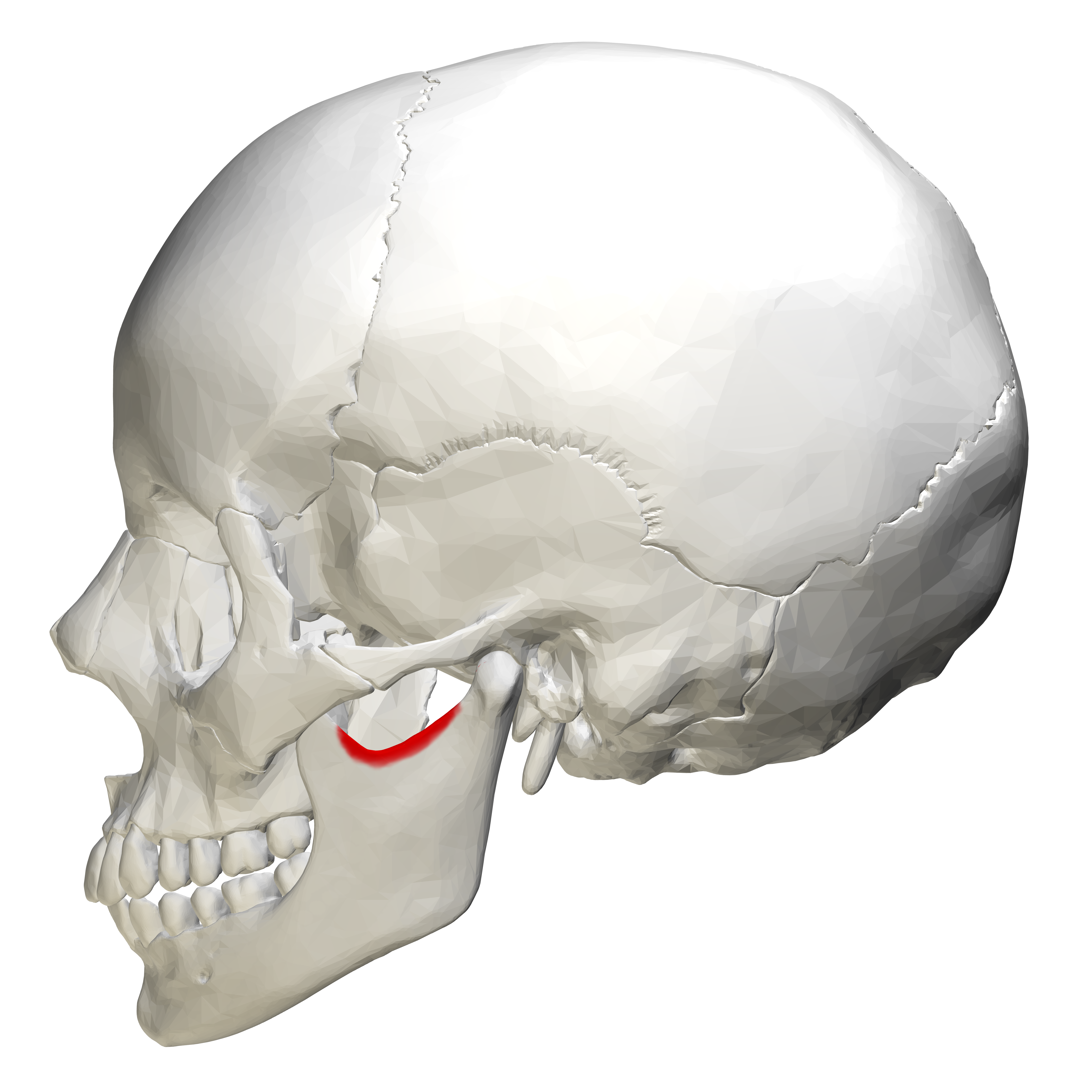 <p>indentation in border of bone </p>