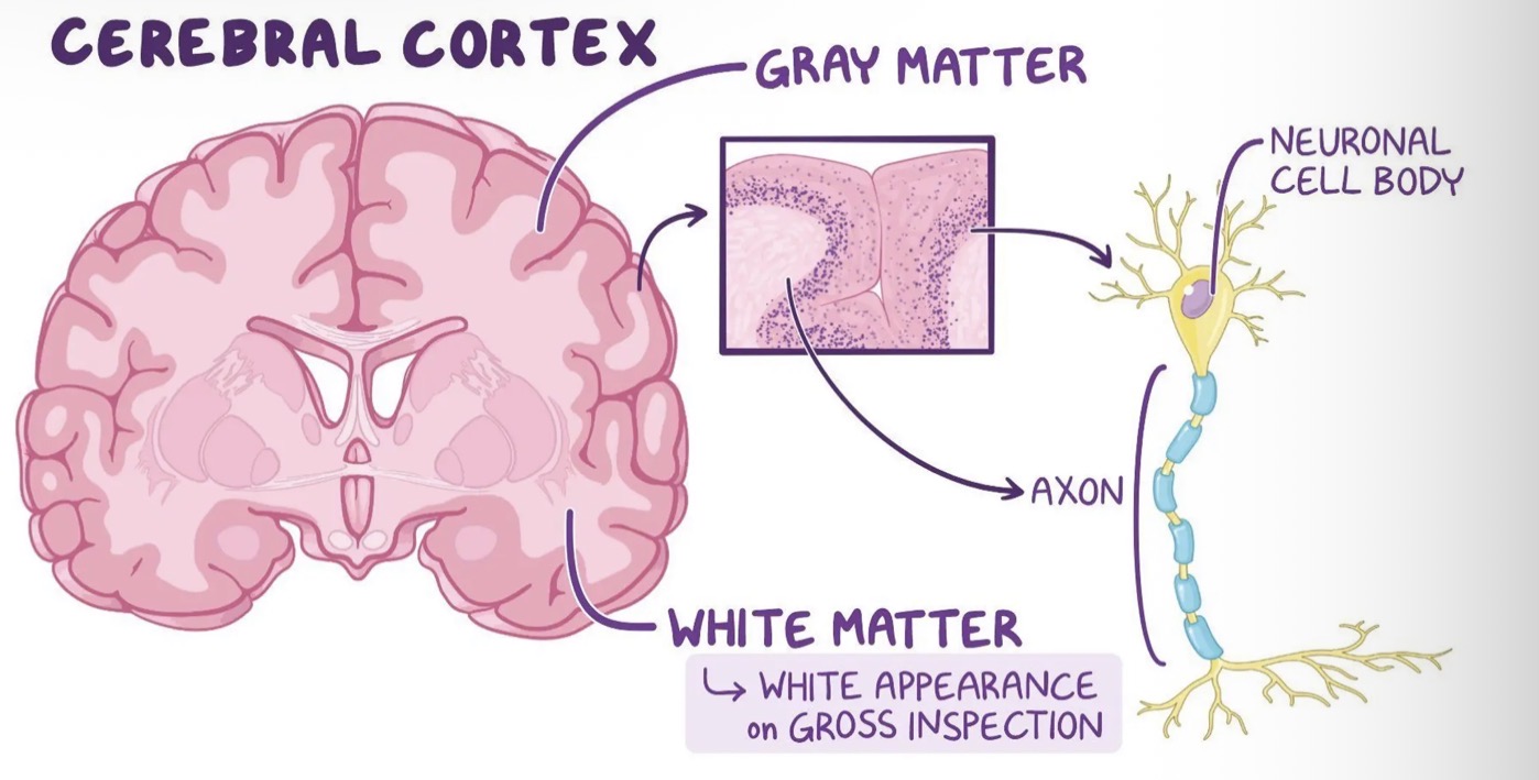 <ul><li><p>Located between the cerebral cortex(grey matter) and the basal ganglia (grey matter).</p></li></ul><ul><li><p>Composed of nerve fibres (axons) that are myelinated.</p></li><li><p>The axons of white matter transmit signals trom various grey matter areas (the locations of nerve cell bodies, of the cerebrum to each other.</p></li><li><p>Bundles of nerve fibres are called tracts.</p></li></ul><p></p>