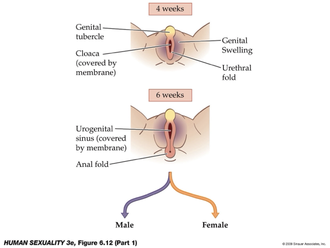 <ul><li><p><strong>Hormonal control (critical window ~4–6 weeks):</strong></p><ul><li><p>Requires <strong>testosterone, DHT, and anti-Müllerian hormone (AMH)</strong> for male development.</p></li><li><p>If <strong>absent/low or receptor defects</strong> → development shifts toward <strong>female-like (default) phenotype</strong> (not fully female).</p></li><li><p><strong>DHT is key</strong> for external male genitalia (acts via DHT receptors).</p></li></ul></li><li><p><strong>Common early structures (both sexes):</strong></p><ul><li><p><strong>Cloaca:</strong> primitive opening, covered by membrane.</p></li><li><p><strong>Urethral folds</strong> (→ labia minora / penile shaft).</p></li><li><p><strong>Genital swelling</strong> (→ labia majora / scrotum).</p></li><li><p><strong>Genital tubercle</strong> (→ clitoris / glans penis).</p></li><li><p><strong>Urogenital sinus:</strong> essential for <strong>external genitalia development</strong>.</p></li></ul></li><li><p><strong>Male differentiation (with DHT receptors):</strong></p><ul><li><p>Urethral folds → <strong>penile shaft</strong></p></li><li><p>Genital swelling → <strong>scrotum</strong></p></li><li><p>Genital tubercle → <strong>glans penis</strong></p></li></ul></li><li><p><strong>Female differentiation (default):</strong></p><ul><li><p>Genital swelling → <strong>labia majora</strong></p></li><li><p>Urethral folds → <strong>labia minora</strong></p></li><li><p>Genital tubercle → glans of <strong>clitoris</strong></p></li></ul></li><li><p><strong>Key concepts:</strong></p><ul><li><p>Differentiation depends on <strong>hormone presence + receptor function</strong>.</p></li><li><p>Disruptions (hormones, receptors, endocrine factors) → <strong>ambiguous/intersex development</strong>.</p></li><li><p>Many variations are due to <strong>hormonal mediation</strong>, not just genetics.</p></li></ul></li></ul><p></p>