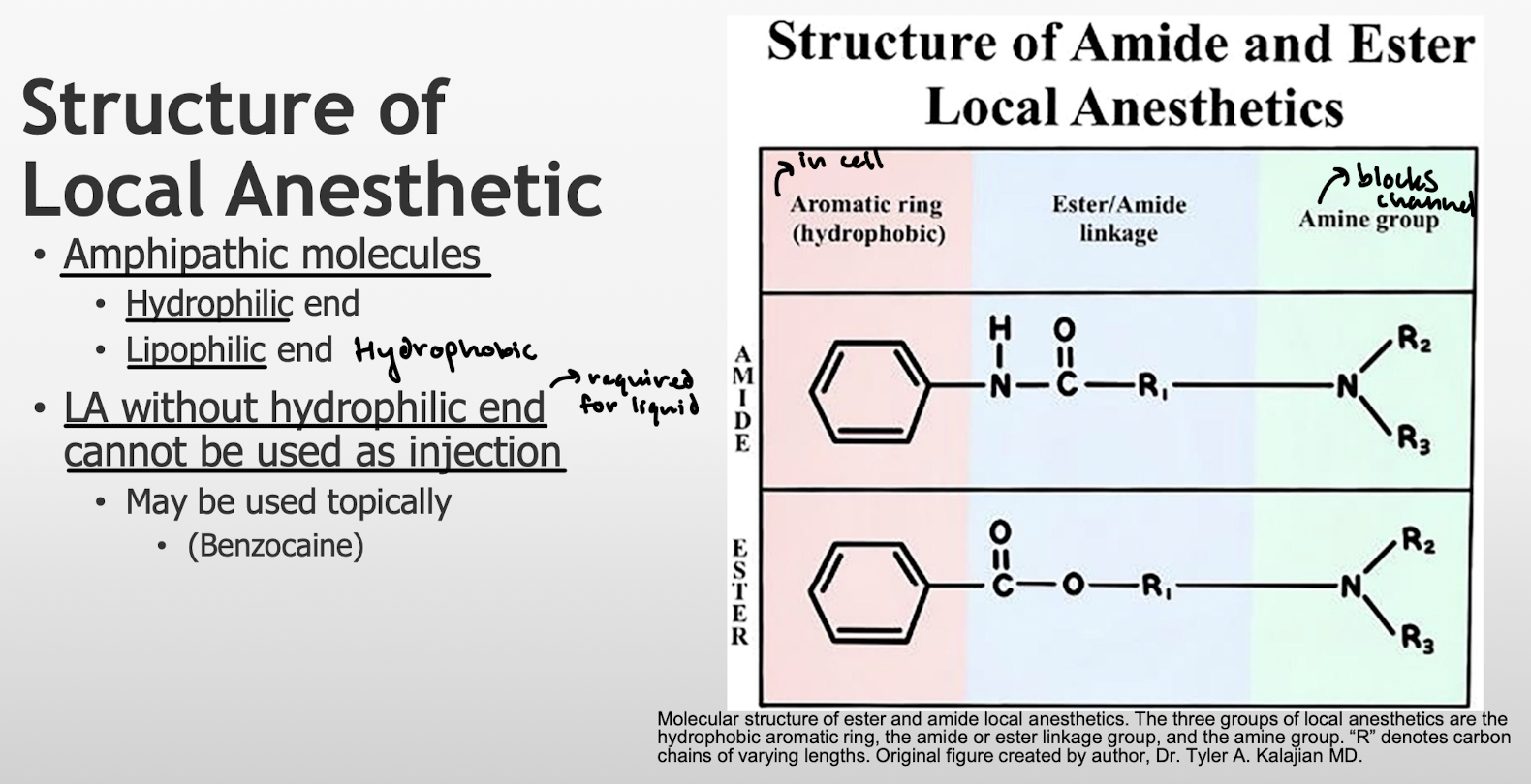 <p>Hydrophilic end = amine group</p><p>Lipophilic/hydrophobic = aromatic ring</p><p>LA without hydrophilic end would not be dissolved into liquid form.</p>