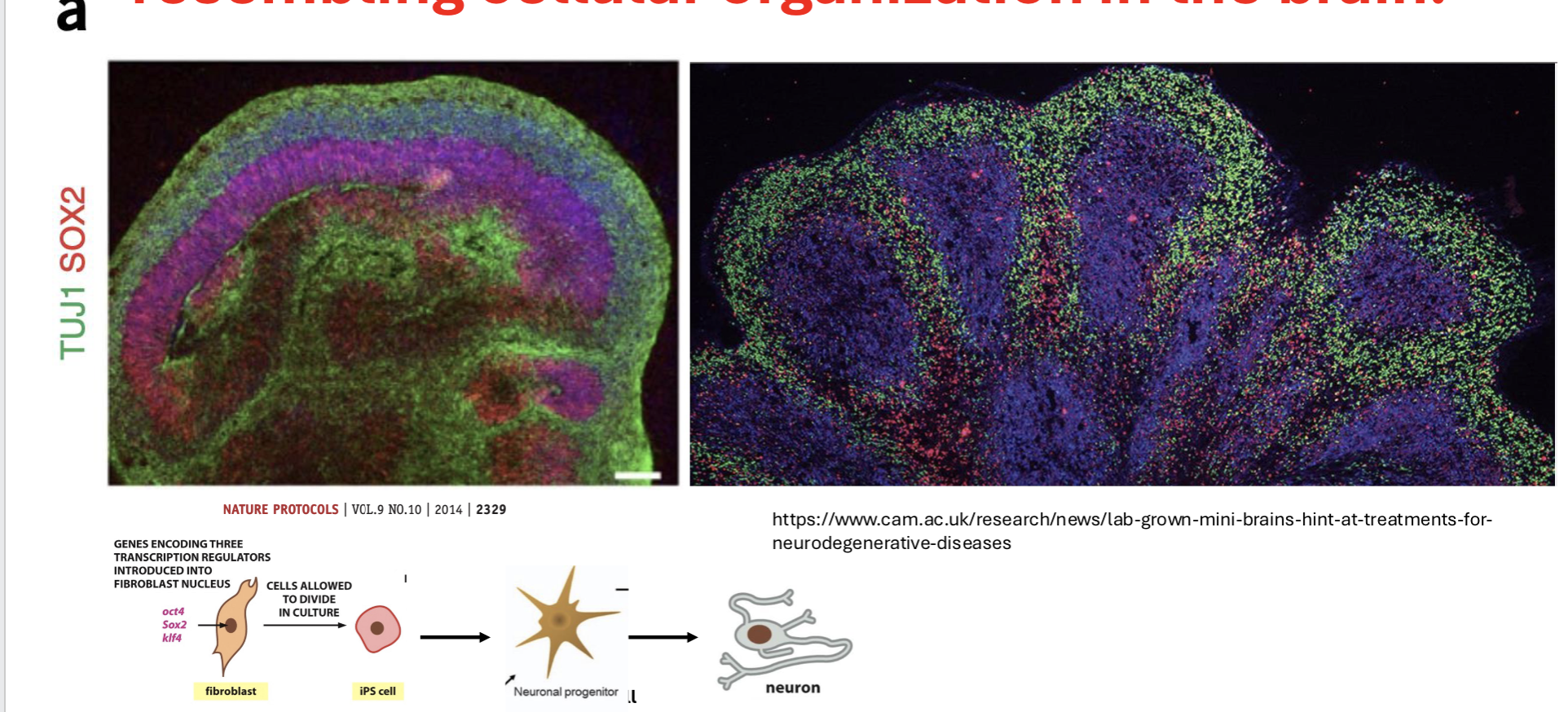 <p>cells are organized in layers, resembling cellular organization in the brain</p>