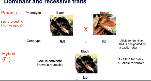 <p>black - dominant so capital D</p><p>brown - recessive so little d</p>