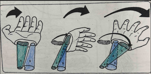 <p>What is the turquoise (4) bone’s name?</p>