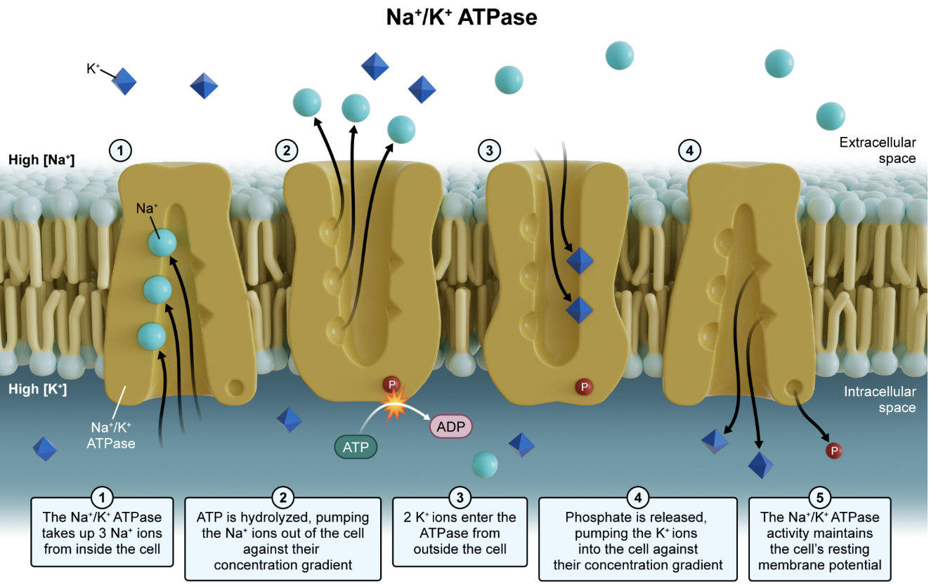 <p>inc in extracellular K concentration</p><ul><li><p><strong>Mnemonic:</strong> Salty banana</p><ul><li><p>High Na<sup>+&nbsp;</sup>concentration outside the cell.</p></li><li><p>High K<sup>+</sup> concentration inside the cell.</p></li></ul><p>When the pump is inactivated, ATP-dependent ion transport stops. Ions can no longer be actively transported against their gradients and instead move passively through ion channels down their electrochemical gradients. Because K<sup>+</sup> is normally more concentrated inside the cell, it diffuses out over time, increasing extracellular K<sup>+</sup> concentration.</p><p></p></li></ul><p></p>