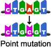 <p>Where a base is replaced by another type of base</p>