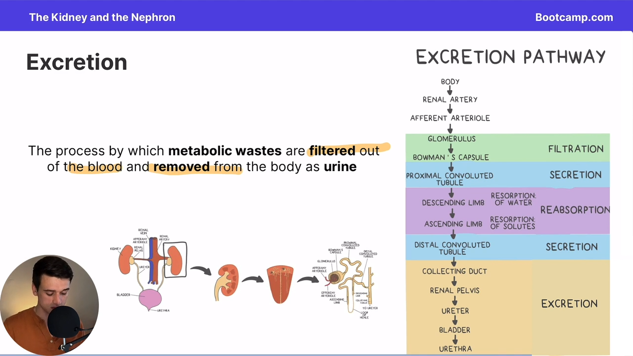 <p>the process by which metabolic wastes are filtered out od the blood and removed from the body as urine</p>