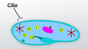 <p>long, slender extensions made of microtubules which extend from the cell’s surface to propel fluids/solids</p>