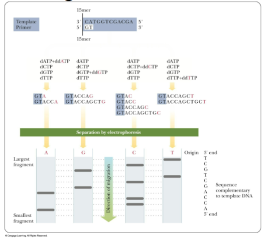 <ul><li><p>uses dideoxy nucleotides </p></li><li><p>missing OH at 3’, doesn’t allow DNA replication</p></li><li><p>incorporates ddNTP on chain causes termination</p></li><li><p>DNA sequence is mixed with oligonucleotide that serves as a primer for synthesis of complementary strand</p></li><li><p>gel elctrophoresis is used to read strand</p></li></ul><p></p>