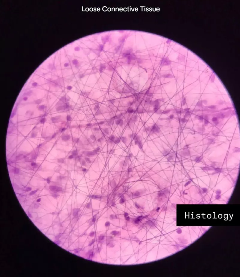 <p>MOST COMMON TYPE OF TISSUE IN VERTEBRATES</p><p>location: binds epithelia to underlying tissue and holds organs in place</p><p>extracellular matrix: ground substance occupies a high volume compared to the protein fibers</p><p> resident cells: contains all resident cells, with fibroblasts being the most abundant </p>
