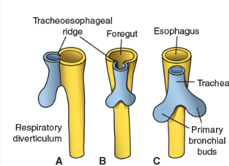 <ul><li><p>separation of lung buds from foregut</p><ul><li><p>outgrowth of 2 esophagotracheal ridges pinches 2 tracts</p></li></ul></li><li><p>esophagotracheal septum separates trachea + lung buds vs esophagus</p></li><li><p>elongation of tracheal and esophageal tubes </p><ul><li><p>form separate respiratory and digestive tracts</p></li></ul></li><li><p>respiratory system remains connected to gut tube via pharynx</p></li></ul><p></p>