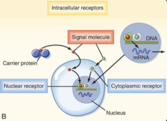 <p>- A transcription factor to regulate protein expression</p>
