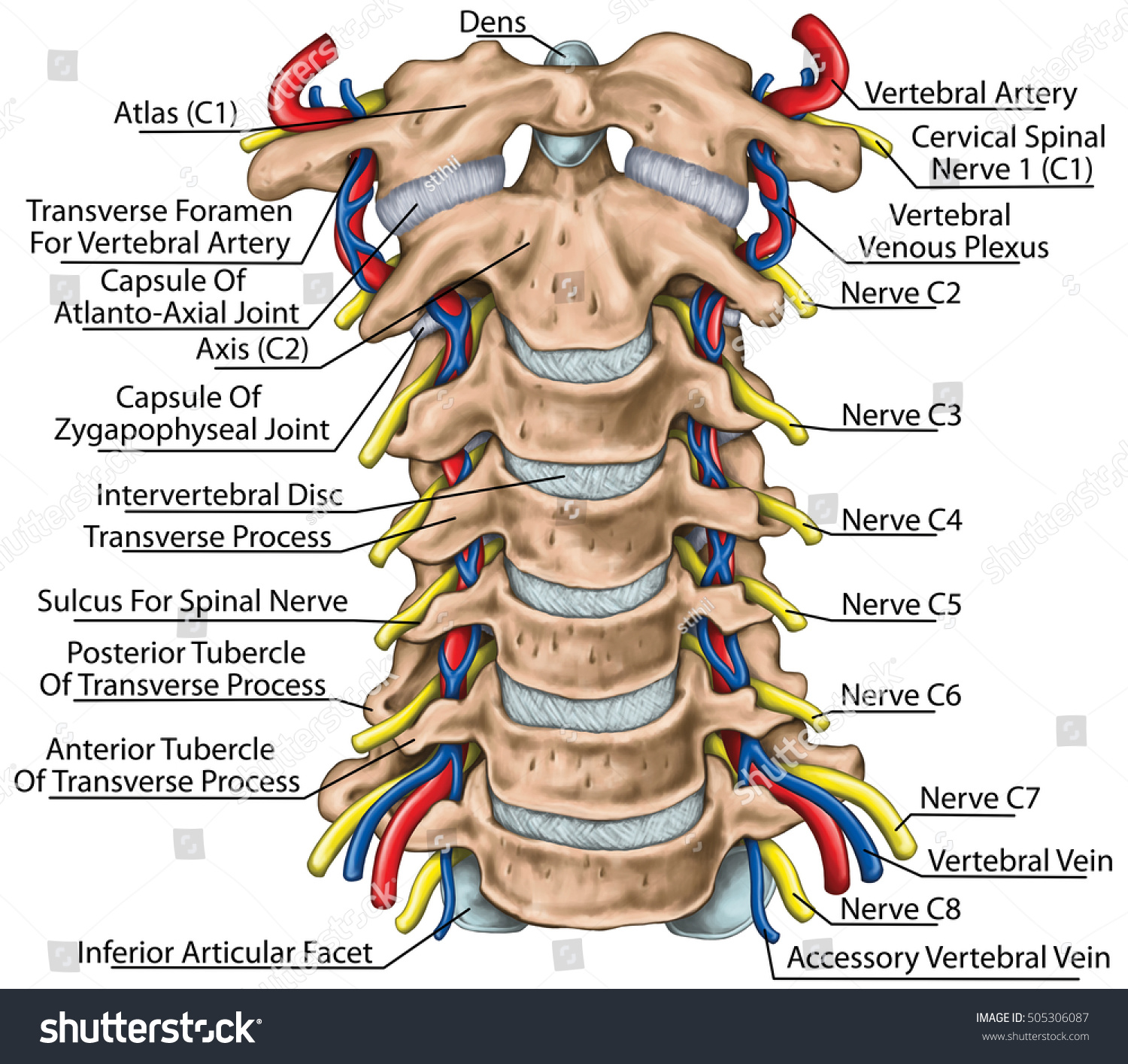 <p>transverse foramen- Hole in transverse process for vertebral artery and vein to pass through ( not on c1) </p><p></p><p>nuchal ligament- Strong neck ligament that supports the head</p><p></p><p>c7- most prominent vertebral column </p>