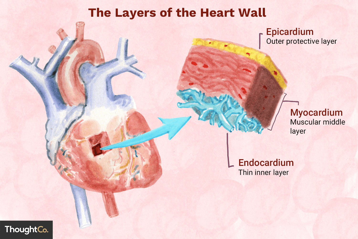<p>The outermost layer that is also called the <strong>visceral </strong>layer of the serous pericardium</p>