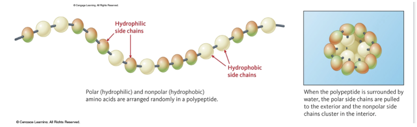 <p><strong>Interactions between side chains</strong> of the amino acids in the proteins determine the final shape of a protein</p>