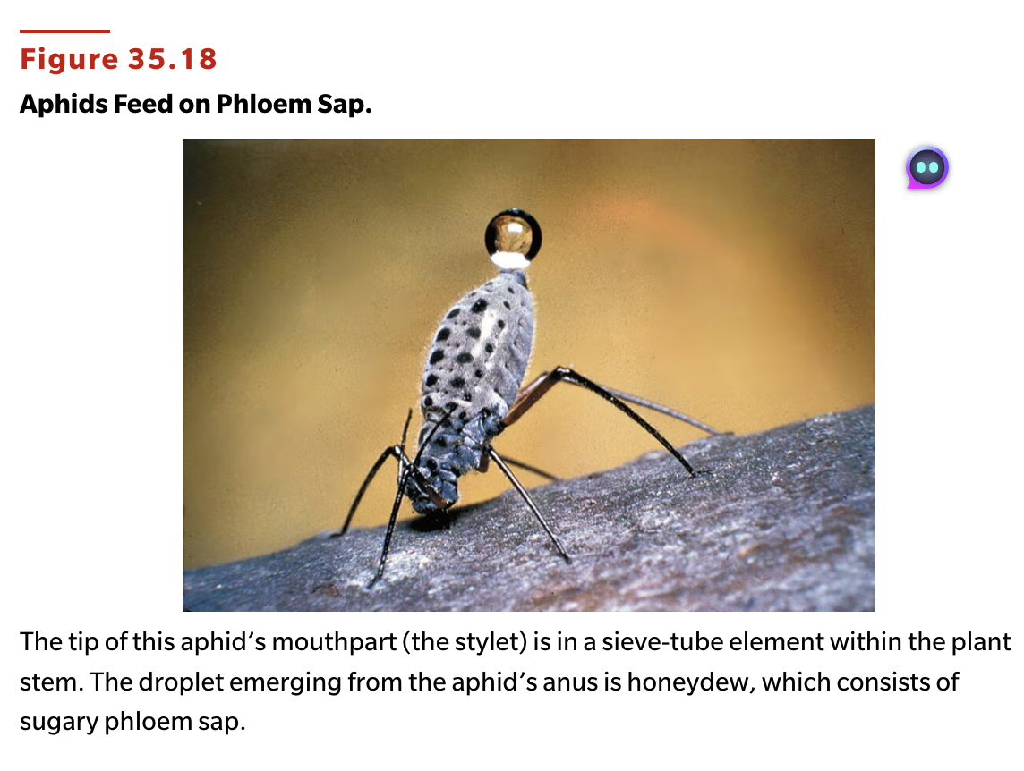 <p>What if aphids were severed from their stylets?</p>