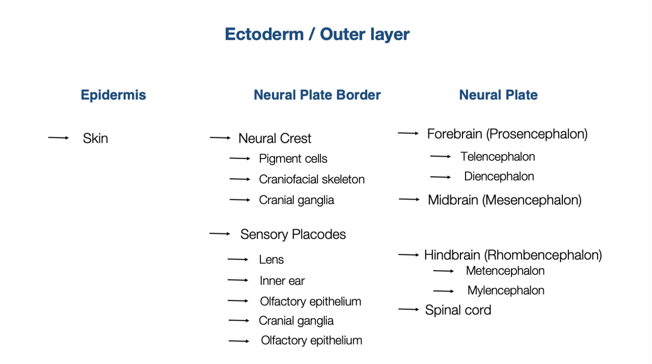 <p><strong>Neural plate border</strong></p><ol><li><p>Nerual crest</p><ul><li><p>Pigment</p></li><li><p>craniofacial</p></li><li><p>cranio ganglia</p></li></ul></li><li><p>Sensory placodes</p><ul><li><p>lens, inner ear, olfactory</p></li></ul></li></ol><p><strong>Skin</strong></p><p><strong>CNS</strong></p><p></p>