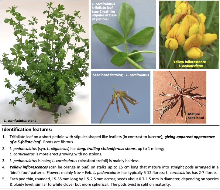 <p><strong>Plant family:</strong> Fabaceae<br><strong>Life cycle:</strong> Perennial<br><strong>Key persistence/spread:</strong> Seed (some species stoloniferous)<br><strong>Farming systems:</strong> Wet soils, acid soils, forestry blocks</p><p><strong>How to identify</strong></p><p>They are best recognised by the appearance of having five leaflets, when in reality they have three true leaflets plus two leaf‑like stipules attached near the base of the petiole. This feature is unique among common pasture legumes.</p><p>There are two main growth forms:</p><ul><li><p>Pedunculatus (Maku ) — creeping, stoloniferous, hairy</p></li><li><p>Corniculatus (birdsfoot trefoil) — more upright, less hairy, no stolons</p></li></ul><p>Flowers are bright yellow, carried in small clusters. After flowering, pods form in a distinctive “bird’s foot” arrangement.</p><p>Contains condensed tannins, making it non‑bloating, and is tolerant of wet and acidic soils.</p><p>Common confusions:</p><ul><li><p>Lucerne → Lucerne has purple flowers and pointed leaflet tips.</p></li><li><p>White clover → white clover creeps more aggressively and has white flowers.</p></li></ul><p></p>