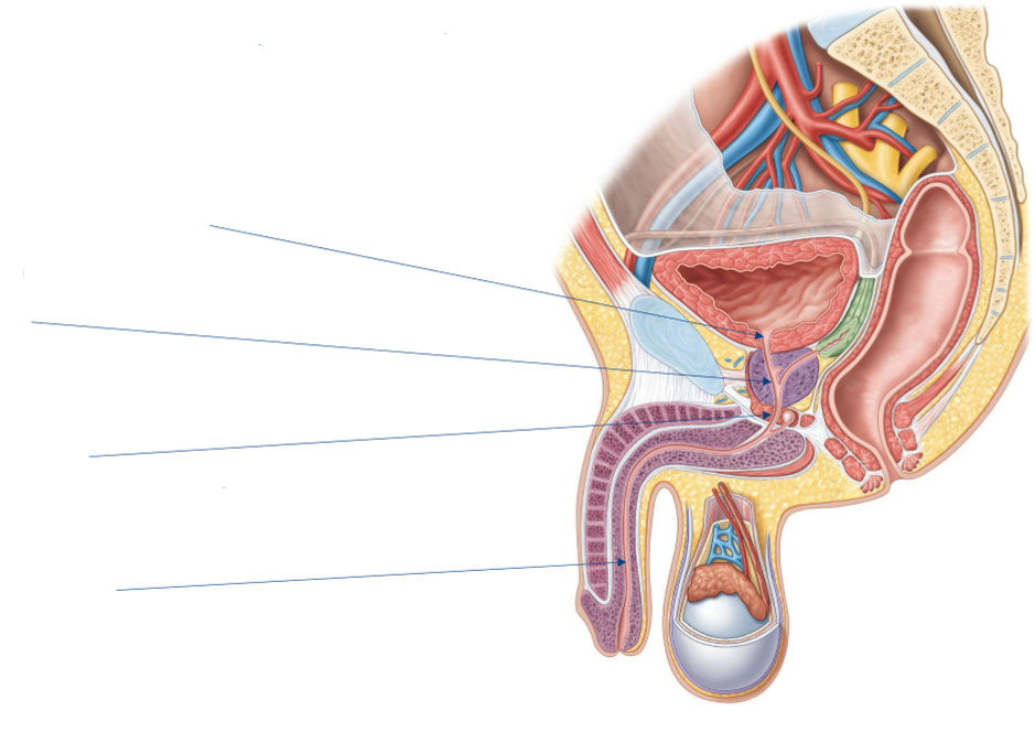 <p>Label the following diagram of the male urethra</p>