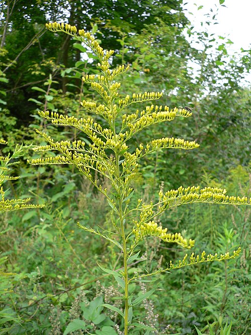 <ul><li><p>Tall upright stems</p></li><li><p>Narrow lance-shaped leaves</p></li><li><p>Bright yellow flower sprays in late summer</p></li><li><p>Spreads in open sunny areas</p></li><li><p>Fields, roadsides & meadows</p></li><li><p>Often wrongly blamed for allergies</p></li></ul><p></p>