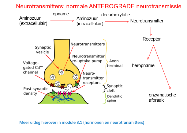<p><span>NT’s zullen in de meeste gevallen anterograad transmissie van signalen doen: van axon naar cellichaam van het volgende neuron.</span></p><p style="text-align: left;"></p><p style="text-align: left;"><span>Er zijn een aantal AZ’en die kunnen omgezet worden naar NT’s:</span></p><p style="text-align: left;"><span>Bv Tyr kan dopamine worden</span></p><p style="text-align: left;"></p><p style="text-align: left;"><span>De NT’s zullen binden op de postsynaptische receptor en dan krijgen we recyclage van de NT.</span></p><p style="text-align: left;"><span>Dit is in de meeste gevallen hoe de neurotransmissie verloopt.</span></p><p style="text-align: left;"></p><p style="text-align: left;"><span>In sommige gevallen hebben we retrograde NT en dan komt NO aan bod.</span></p>