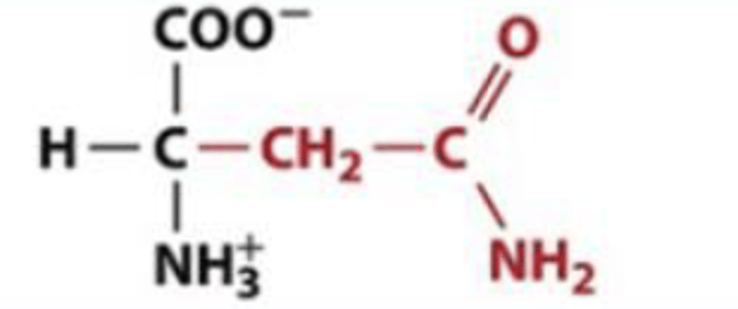 <p>Asn, N, polar</p>