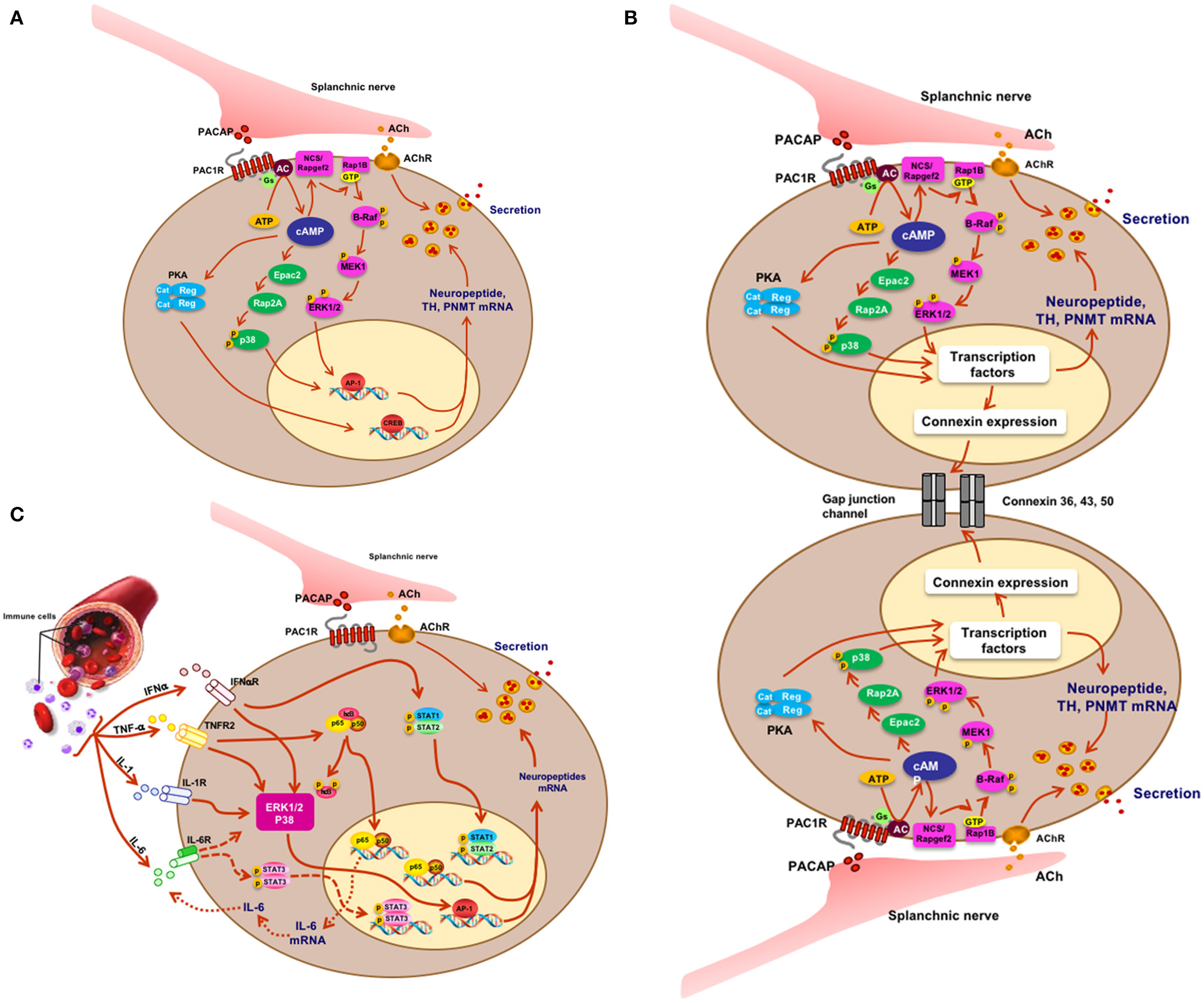 <p><mark>specialized neuroendocrine cells located mainly in the adrenal medulla that act as a bridge between the nervous system and endocrine systems via release of epinephrine and norepinephrine (drives the body's fight-or-flight stress response)</mark></p>