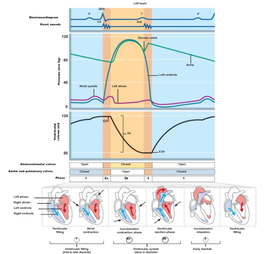 <p>the volume of blood remaining in each ventricle after contraction</p>