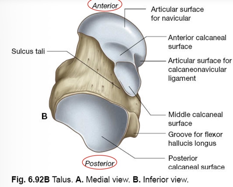 <p><span><strong><em><span>SULCUS TALI</span></em></strong></span></p><p><span><span>= groeve tussen talus en calcaneus</span></span></p><p>Het bevindt zich dus aan de onderkant van de talus.</p>
