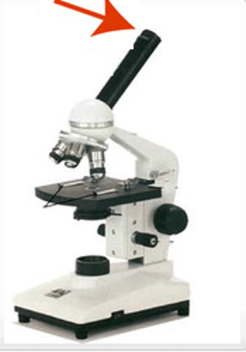 <p>used to view an object under the microscope, has a magnifying power of 10x</p>