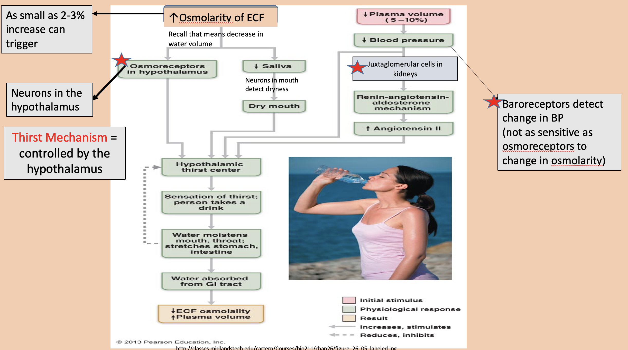 <p><span>Osmoreceptors in hypothalamus </span></p>