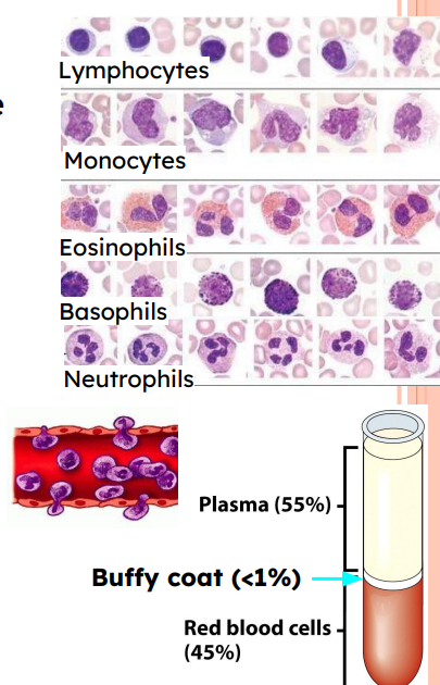 <ul><li><p>Complete cells </p></li><li><p>Make up <1% of total blood volume </p><ul><li><p>“Buffy coat” </p></li><li><p>4,800 – 10,800 WBCs/μl blood (1/1,000,000th of a liter) </p><ul><li><p>Leukocytosis: WBC count >11,000/μl</p></li></ul></li></ul></li></ul><p></p><ul><li><p>Immune System: defense against disease </p></li><li><p><span data-name="black_circle" data-type="emoji">⚫</span> Diapedesis (aka extravasation)</p></li><li><p> Can live hours, days, or decades</p></li></ul><p></p>