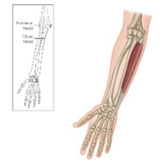 <p>What are the insertions for the flexor carpi ulnaris?</p>