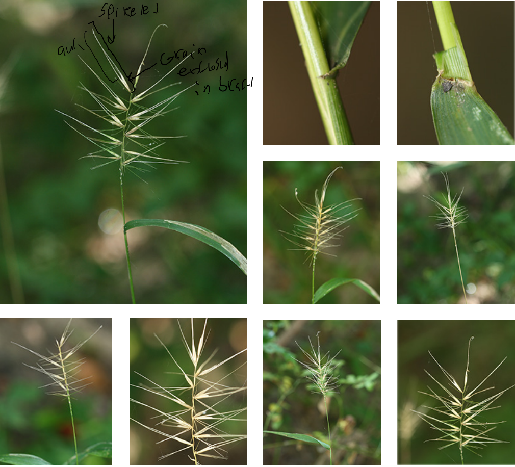 <p>poaceae</p><p>alternate</p><p>open and diffuse spikelets - not dense</p>
