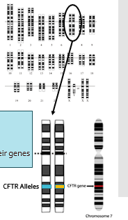 <ul><li><p>Variants of individual genes</p></li><li><p>Variants at a single genetic locus</p></li><li><p>An individual has two alleles for each of their gene</p></li></ul><p></p>