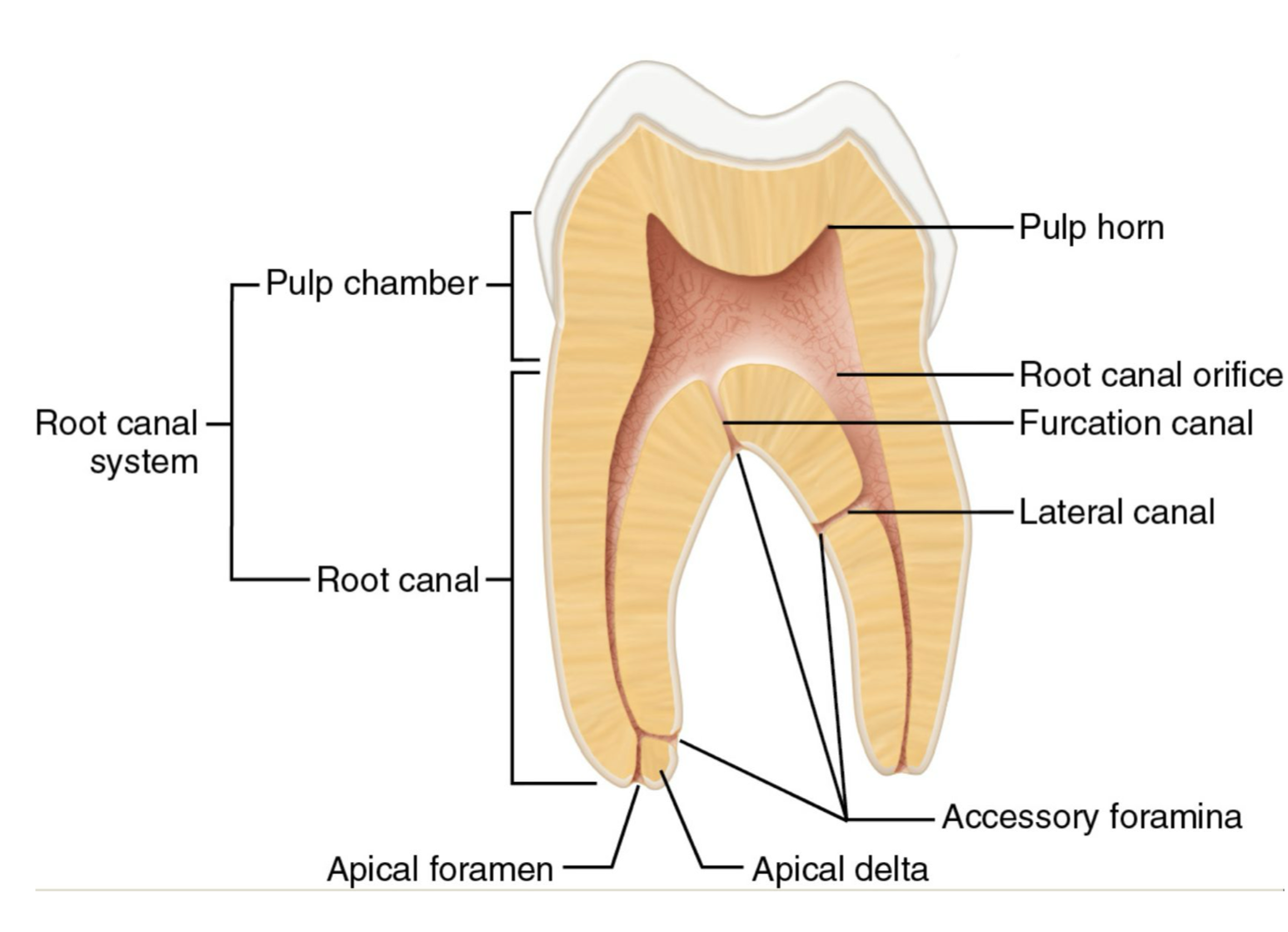 <p>- Apical foramen and apical delta</p><p>- Lateral, furcation, and accessory canals</p><p>- Exposed dentinal tubules</p>