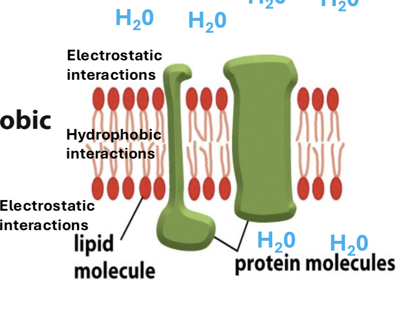 <p>one side is hydrophilic (polar), the other side is hydrophobic (nonpolar)</p>